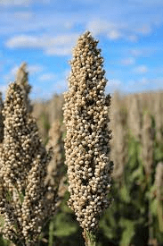 The Guinea Corn Palea: Economic Importance, Uses, and By-Products The Guinea Corn Palea: Economic Importance, Uses, and By-Products