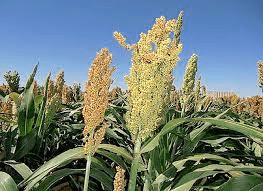 The Guinea Corn Palea: Economic Importance, Uses, and By-Products The Guinea Corn Palea: Economic Importance, Uses, and By-Products