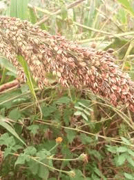 The Guinea Corn Spikelets: Economic Importance, Uses, and By-Products The Guinea Corn Spikelets: Economic Importance, Uses, and By-Products