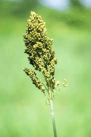 The Guinea Corn Spikelets: Economic Importance, Uses, and By-Products The Guinea Corn Spikelets: Economic Importance, Uses, and By-Products