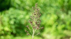 The Guinea Corn Spikelets: Economic Importance, Uses, and By-Products The Guinea Corn Spikelets: Economic Importance, Uses, and By-Products