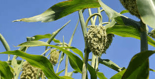 The Guinea Corn Panicle: Economic Importance, Uses, and By-Products The Guinea Corn Panicle: Economic Importance, Uses, and By-Products