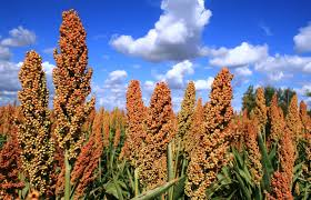 The Guinea Corn Panicle: Economic Importance, Uses, and By-Products The Guinea Corn Panicle: Economic Importance, Uses, and By-Products