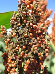 The Guinea Corn Panicle: Economic Importance, Uses, and By-Products The Guinea Corn Panicle: Economic Importance, Uses, and By-Products