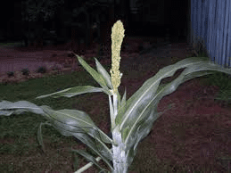 The Guinea Corn Stalks: Economic Importance, Uses, and By-Products The Guinea Corn Stalks: Economic Importance, Uses, and By-Products