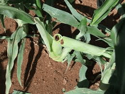 The Guinea Corn Stalks: Economic Importance, Uses, and By-Products The Guinea Corn Stalks: Economic Importance, Uses, and By-Products