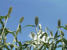 The Guinea Corn Stalks: Economic Importance, Uses, and By-Products The Guinea Corn Stalks: Economic Importance, Uses, and By-Products