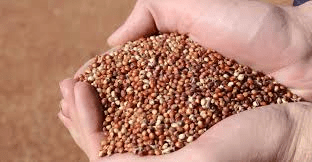 The Guinea Corn Seeds: Economic Importance, Uses, and By-Products