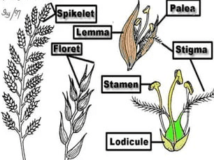 The Sorghum Palea: Economic Importance, Uses, and By-Products The Sorghum Palea: Economic Importance, Uses, and By-Products