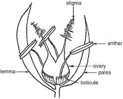 The Sorghum Palea: Economic Importance, Uses, and By-Products The Sorghum Palea: Economic Importance, Uses, and By-Products