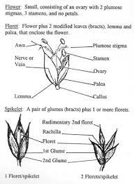 The Sorghum Palea: Economic Importance, Uses, and By-Products The Sorghum Palea: Economic Importance, Uses, and By-Products