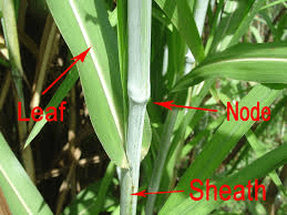 The Sorghum Nodes: Economic Importance, Uses, and By-Products