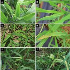 The Sorghum Nodes: Economic Importance, Uses, and By-Products