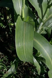 The Sorghum Nodes: Economic Importance, Uses, and By-Products