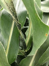 The Sorghum Nodes: Economic Importance, Uses, and By-Products