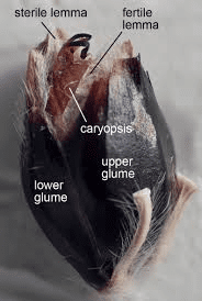 The Sorghum Lemma: Economic Importance, Uses, and By-Products
