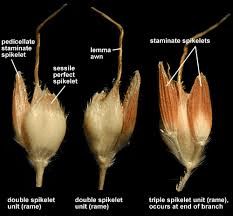 The Sorghum Lemma: Economic Importance, Uses, and By-Products