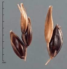 The Sorghum Lemma: Economic Importance, Uses, and By-Products
