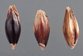 The Sorghum Lemma: Economic Importance, Uses, and By-Products