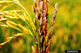 The Sorghum Panicle: Economic Importance, Uses, and By-Products