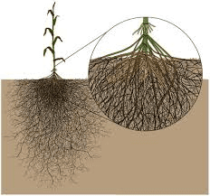 The Guinea Corn Roots: Economic Importance, Uses, and By-Products