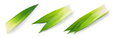 The Pineapple Leaves: Economic Importance, Uses, and By-Products The Pineapple Leaves: Economic Importance, Uses, and By-Products