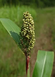 The Guinea Corn Inflorescence: Economic Importance, Uses, and By-Products