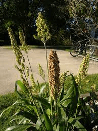 The Guinea Corn Inflorescence: Economic Importance, Uses, and By-Products The Guinea Corn Inflorescence: Economic Importance, Uses, and By-Products