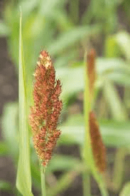 The Guinea Corn Inflorescence: Economic Importance, Uses, and By-Products The Guinea Corn Inflorescence: Economic Importance, Uses, and By-Products