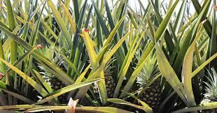 The Pineapple Leaves: Economic Importance, Uses, and By-Products The Pineapple Leaves: Economic Importance, Uses, and By-Products