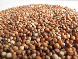 The Sorghum Seeds: Economic Importance, Uses, and By-Products