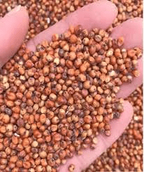 The Sorghum Seeds: Economic Importance, Uses, and By-Products