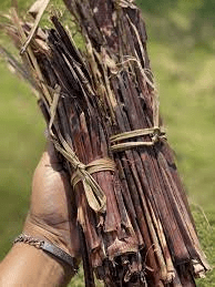 The Sorghum Stalks: Economic Importance, Uses, and By-Products The Sorghum Stalks: Economic Importance, Uses, and By-Products