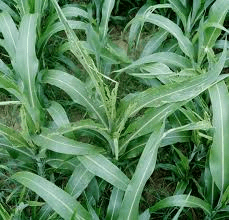 The Sorghum Leaves: Economic Importance, Uses, and By-Products