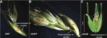 The Sorghum Rachis: Economic Importance, Uses, and By-Products ...