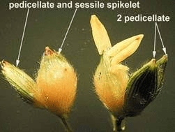 The Sorghum Spikelets: Economic Importance, Uses, and By-Products