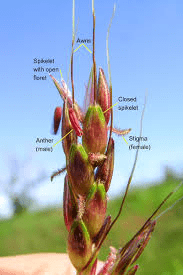 The Sorghum Spikelets: Economic Importance, Uses, and By-Products The Sorghum Spikelets: Economic Importance, Uses, and By-Products
