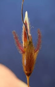 The Sorghum Spikelets: Economic Importance, Uses, and By-Products The Sorghum Spikelets: Economic Importance, Uses, and By-Products