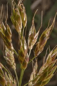The Sorghum Spikelets: Economic Importance, Uses, and By-Products The Sorghum Spikelets: Economic Importance, Uses, and By-Products