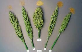 The Sorghum Stamens: Economic Importance, Uses, and By-Products