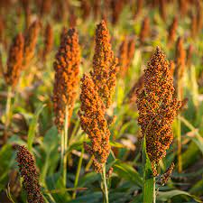 The Sorghum Stamens: Economic Importance, Uses, and By-Products