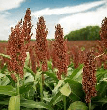 The Sorghum Stamens: Economic Importance, Uses, and By-Products