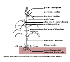 The Sorghum Peduncle: Economic Importance, Uses, and By-Products