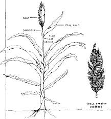 The Sorghum Peduncle: Economic Importance, Uses, and By-Products