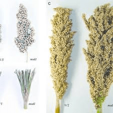 The Sorghum Inflorescence: Economic Importance, Uses, and By-Products
