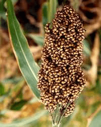 The Sorghum Inflorescence: Economic Importance, Uses, and By-Products