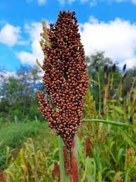 The Sorghum Inflorescence: Economic Importance, Uses, and By-Products