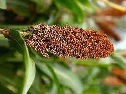 The Sorghum Inflorescence: Economic Importance, Uses, and By-Products