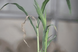 The Sorghum Shoots: Economic Importance, Uses, and By-Products