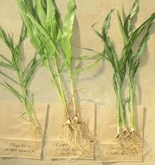 The Sorghum Shoots: Economic Importance, Uses, and By-Products The Sorghum Shoots: Economic Importance, Uses, and By-Products